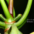 Rhizophora apiculata (Corky Stilt Mangrove) in Cairns フタバナヒルギ<br />Canon EOS KDX (400D) + EFS60 F2.8 + SPEEDLITE 380EX